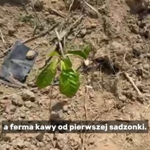 Podróż zaczyna się od pierwszego kroku, a ferma kawy od pierwszej sadzonki....