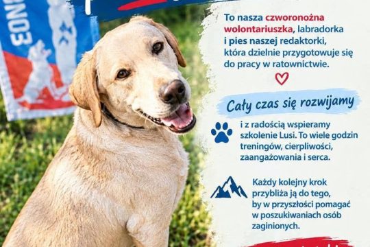 Kochani, poznajcie Lusi!

To nasza czworonożna wolontariuszka, labradorka i pie...